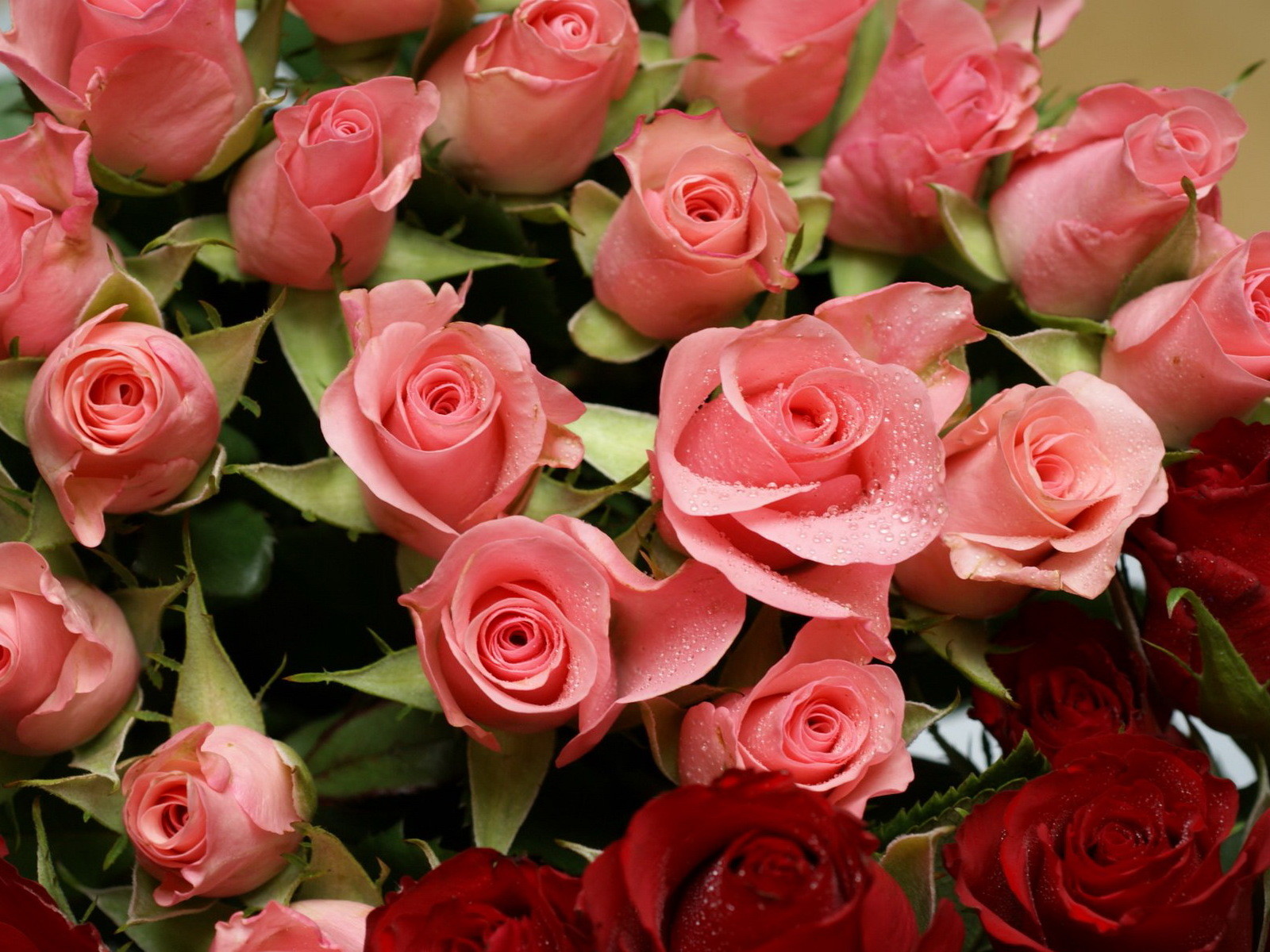 3d обои Красные и розовые розы  1600х1200 # 5511