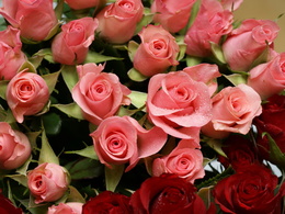 3d обои Красные и розовые розы  1600х1200