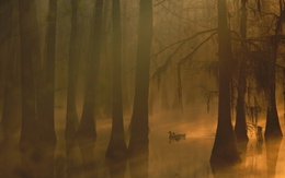 3d обои Туман в затопленом лесу  птицы
