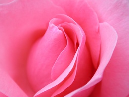 3d обои Нежно-розовая роза  1600х1200