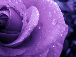 3d обои Фиолетовая роза  капли