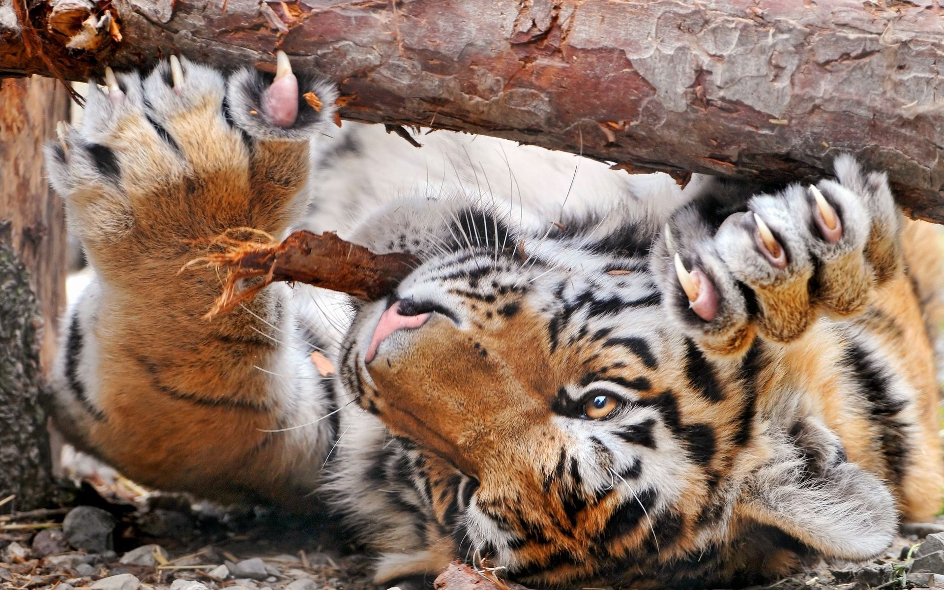 3d обои Тигр точит зубки и когти об бревно  тигры # 83310