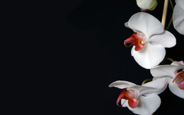 3d обои Белые орхидеи  минимализм