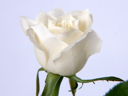 3d обои Белая роза  1600х1200