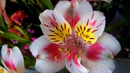 3d обои Орхидея — древнее семейство растений , появившееся в позднемеловую эпоху  1600х900