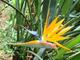 3d обои Цветок «Райская птица» (Стрелиция). Такое имя получено из-за формы удивительного соцветия и невероятного сочетания красок  листья