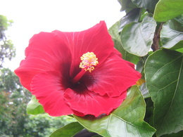 3d обои Тропический Гибискус (лат. Hibiscus). Родина — Юго-восточная Азия  листья