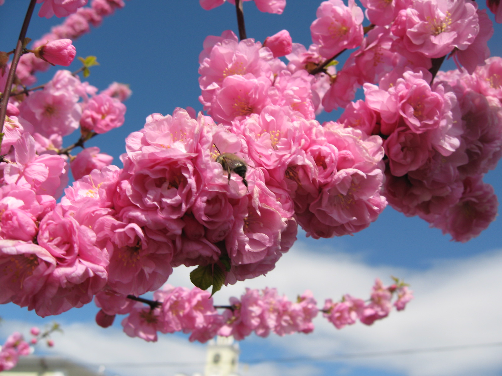 3d обои Цветы Сакуры - японской  вишни  1600х1200 # 5477
