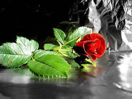 3d обои Цветок красной розы  листья