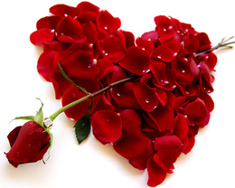 3d обои Красная роза как-будто стрелой пронзает серде,выложенное из лепестков красных роз  позитив