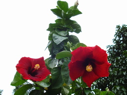 3d обои Китайская роза — Хибискус  листья