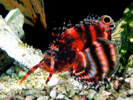 3d обои Цветная красно-черная рыбка  подводные