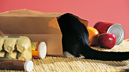 3d обои Кошак залез в пакет с продуктами в поисках мяса, купленного хозяйкой  прикольные