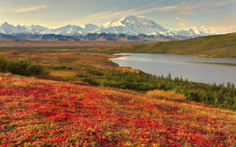 3d обои Прекрасный пейзаж... снежные вержины гор, широкая река и поле с красными цветочками  горы
