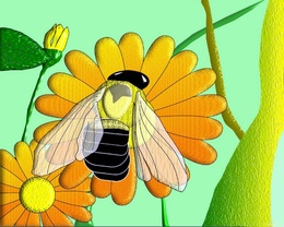 3d обои пчела на оранжевом цветке  насекомые