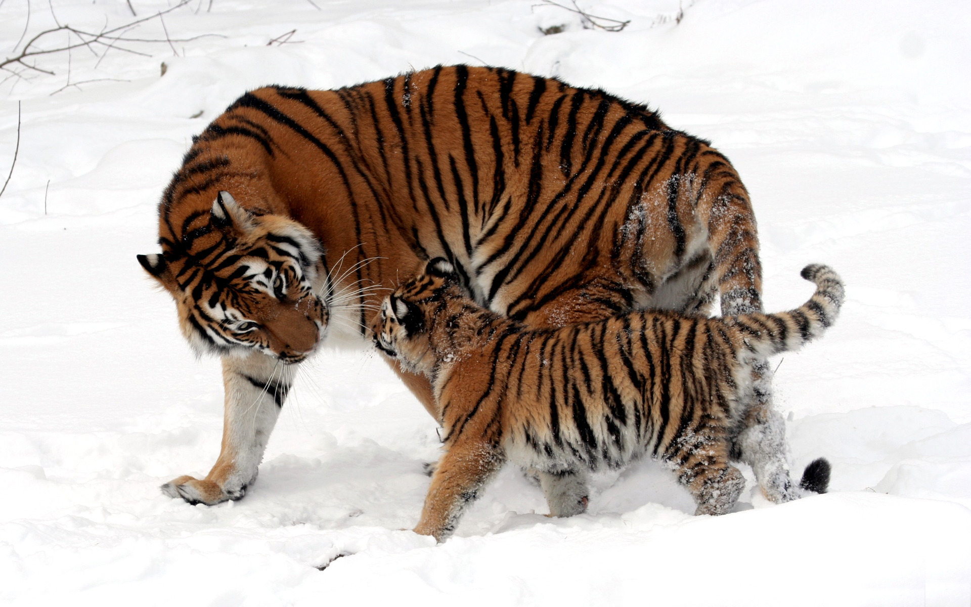 3d обои Мама тигрица с тигрёнком  тигры # 83309
