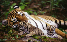 3d обои Тигрица с двумя тигрятами  тигры