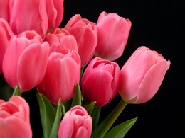 3d обои Розовые тюльпаны  1600х1200