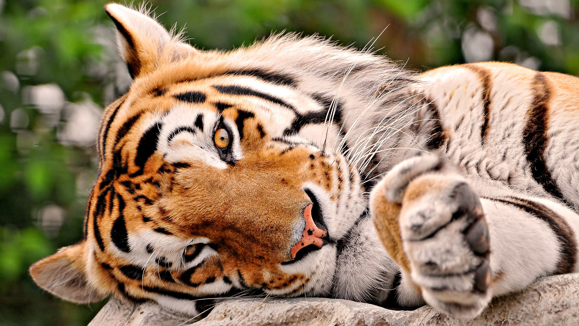3d обои Величественный Тигр утомился и отдыхает  тигры # 83307