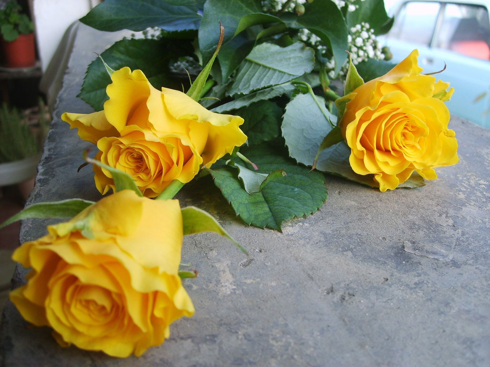 3d обои Жёлтые розы  1600х1200 # 5390