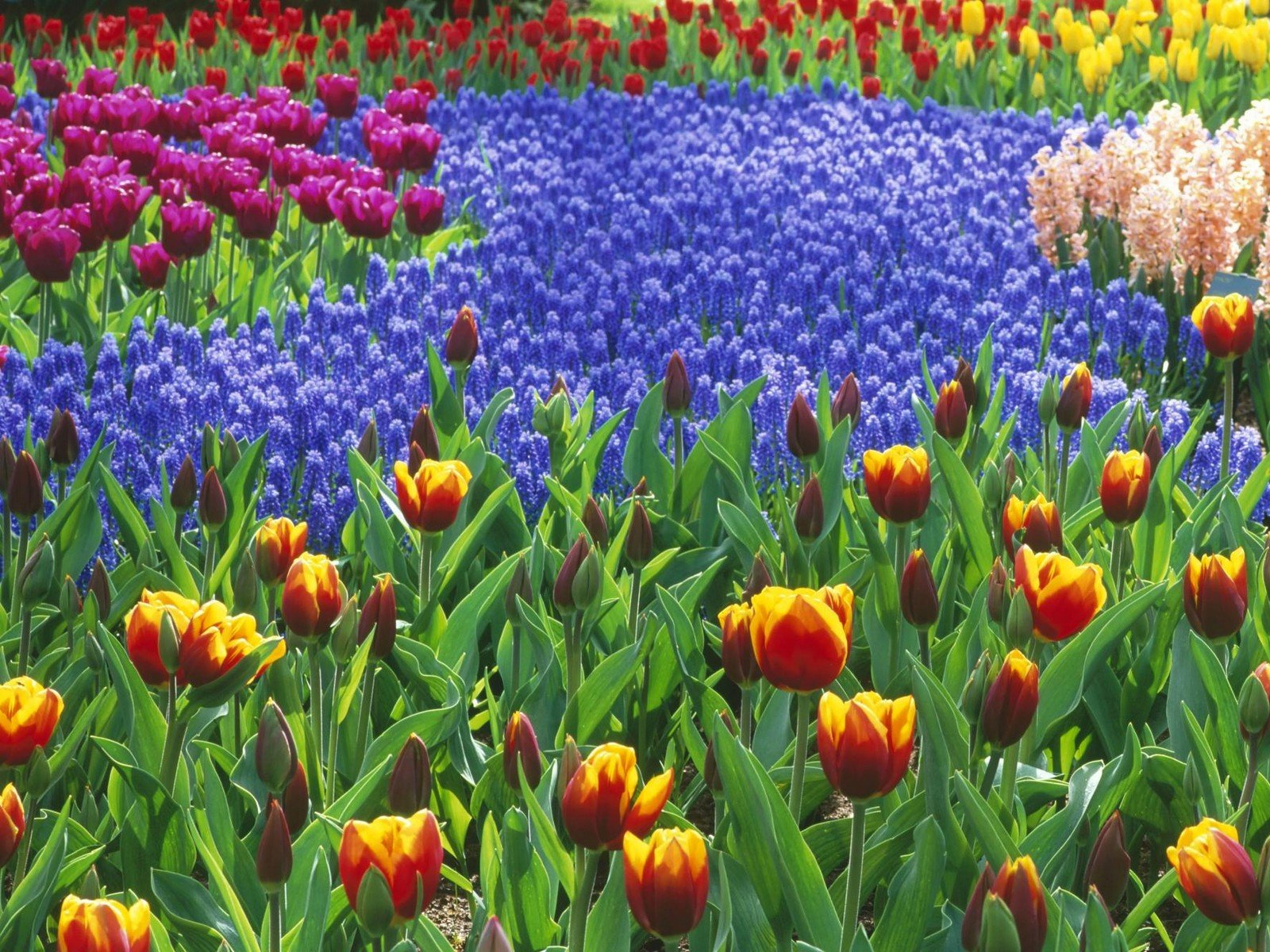 3d обои Цветочное поле (тюльпаны, гиацинты)  1600х1200 # 5376
