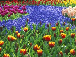 3d обои Цветочное поле (тюльпаны, гиацинты)  1600х1200