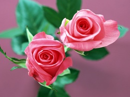 3d обои Розовые розы  листья