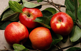 3d обои Четыре красных яблока, и веточки, на которых они еще недавно росли  листья