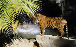 3d обои Тигр у водопада.. как будто позирует  тигры