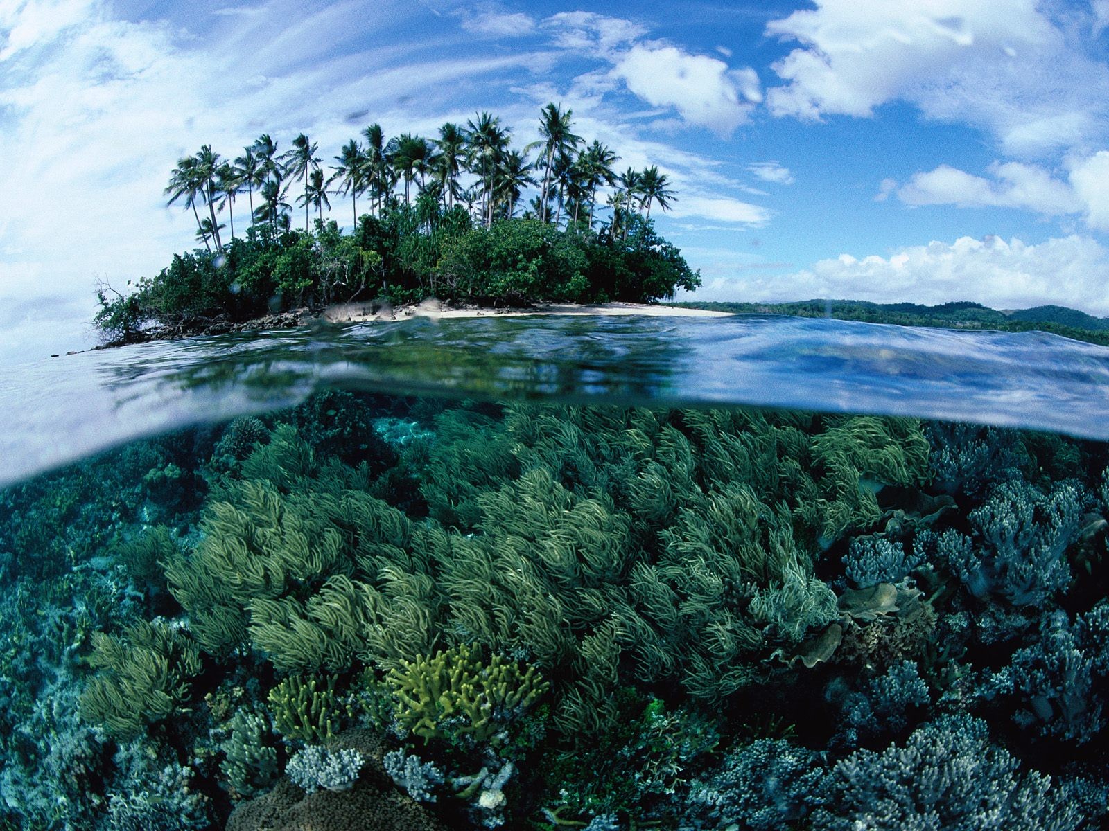 3d обои Вокруг острова казалось бы тихое море, но под толщей воды целый мир состоящий из водорослей  подводные # 68461