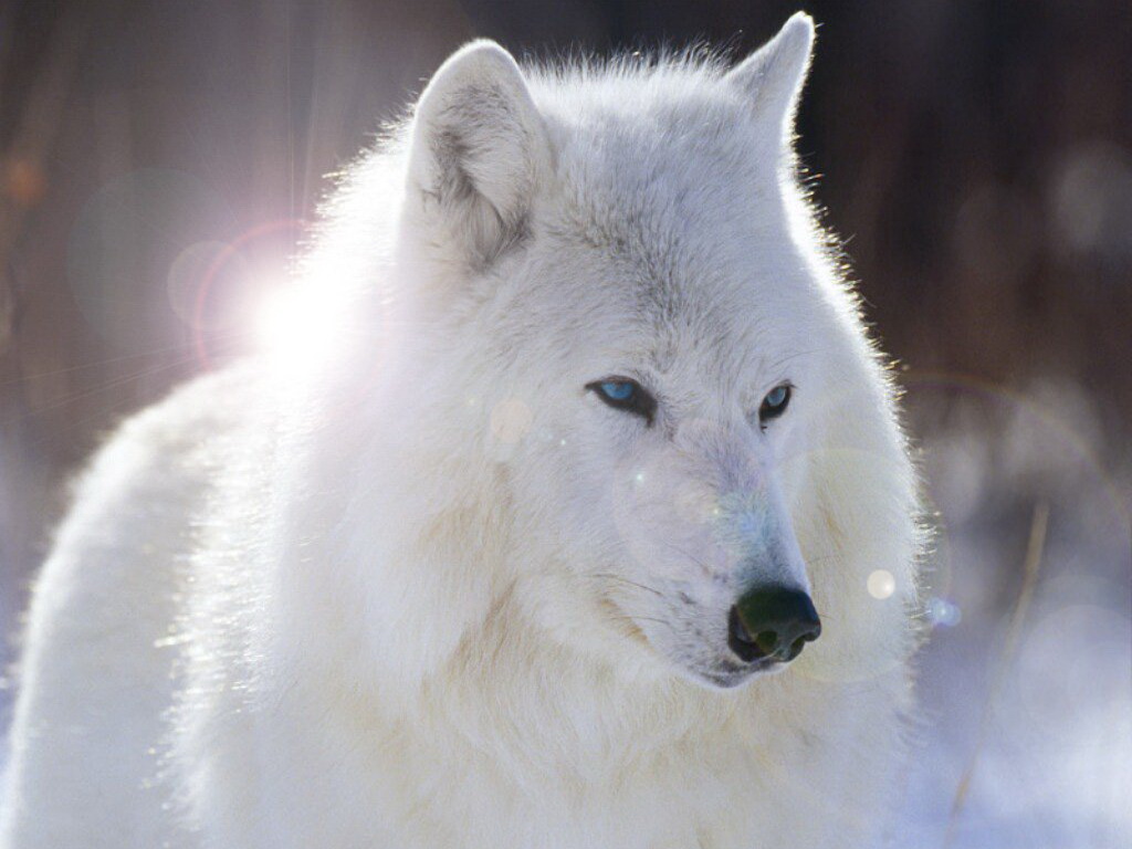3d обои белый волк  волки # 23572