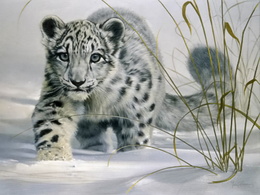 3d обои снежный барс  леопарды