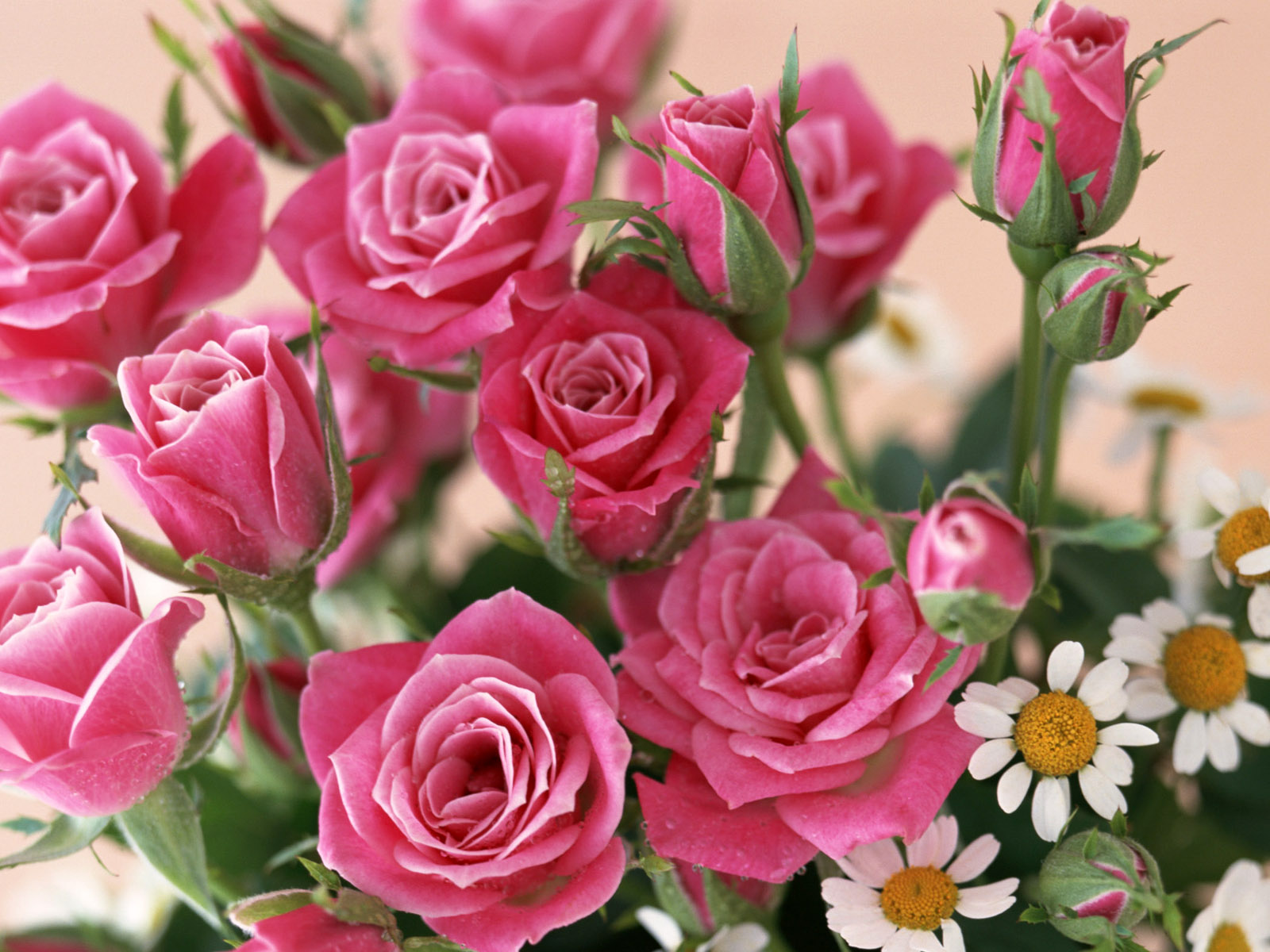 3d обои Букет из розовых роз и ромашек  1600х1200 # 5344