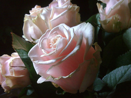 3d обои Красивые розовые розы  1280х960