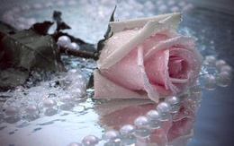 3d обои Розовая роза в воде с жемчугом  1280х800