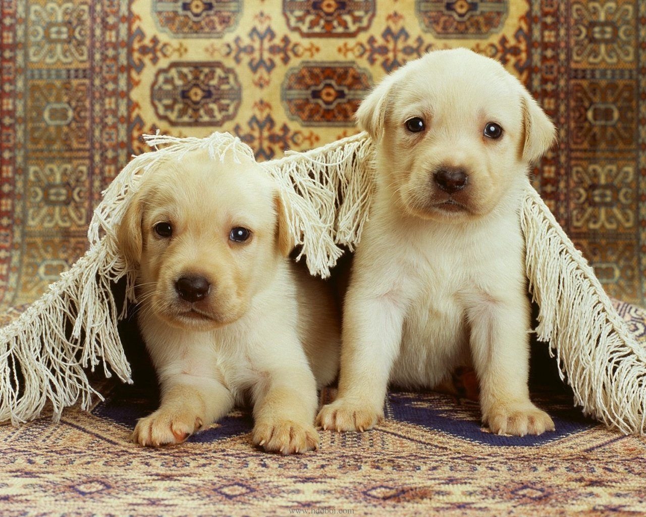 3d обои Маленькие ретриверы  собаки # 81330