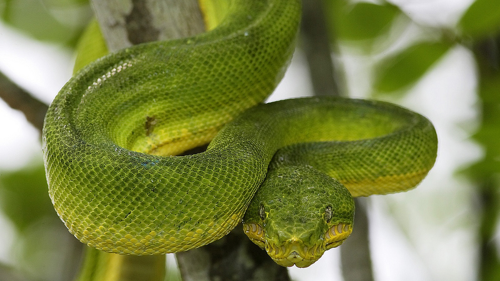 3d обои Зелёная змея извивается на ветке  змеи # 41128