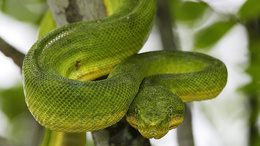 3d обои Зелёная змея извивается на ветке  змеи