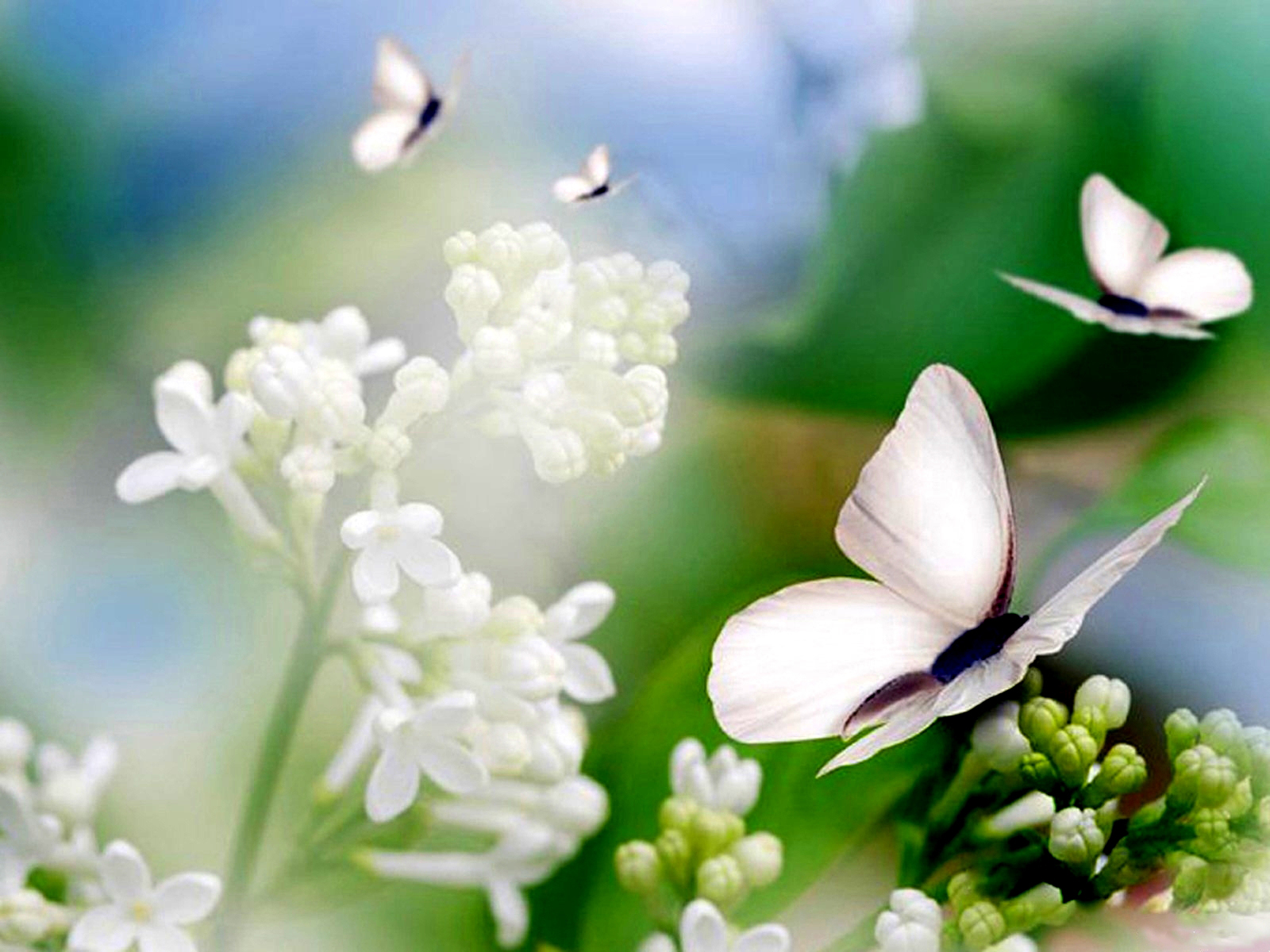 3d обои Бабочки и белая сирень  насекомые # 59916