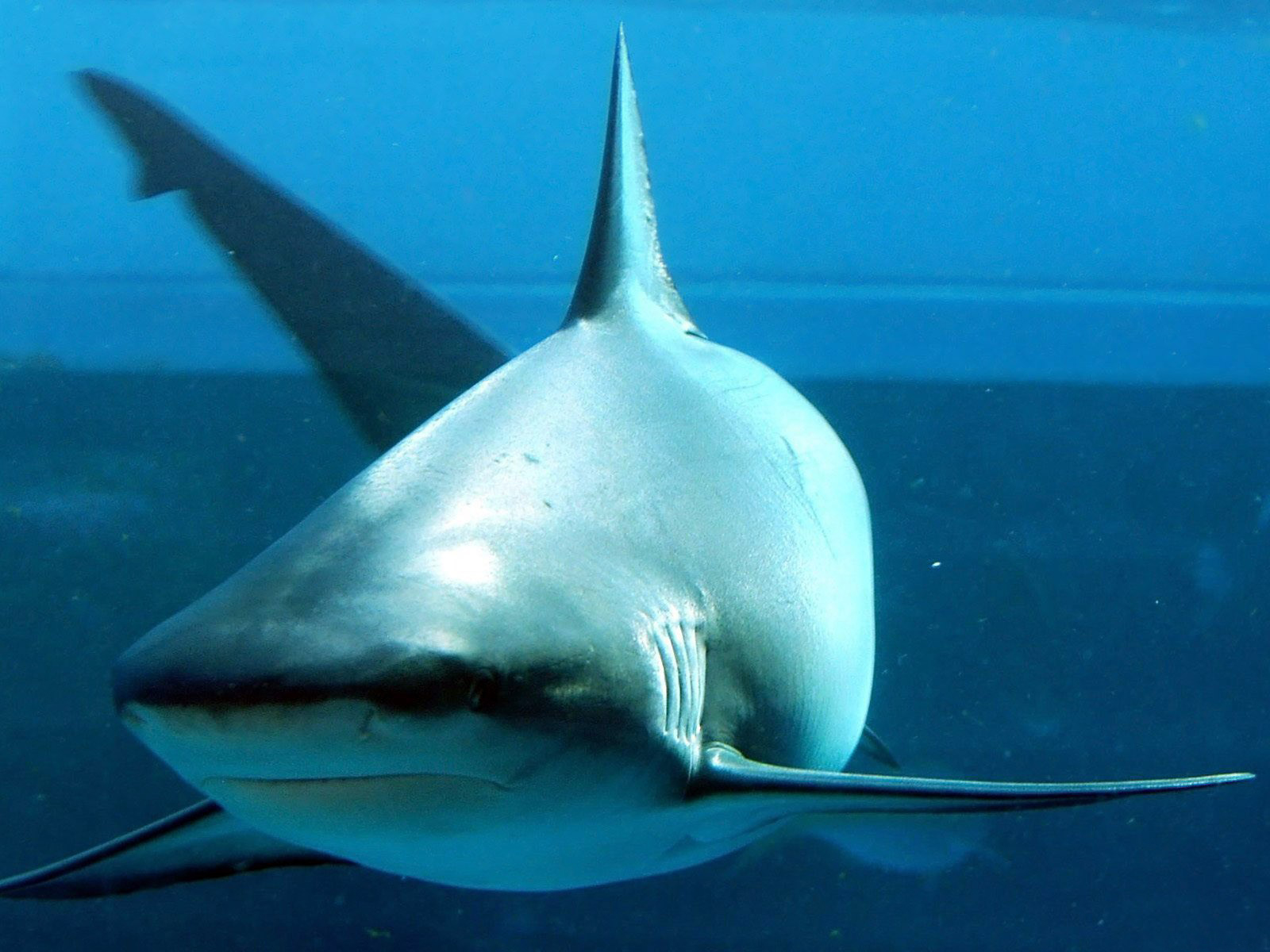 3d обои Опасная хищница,большая белая акула.  подводные # 68457