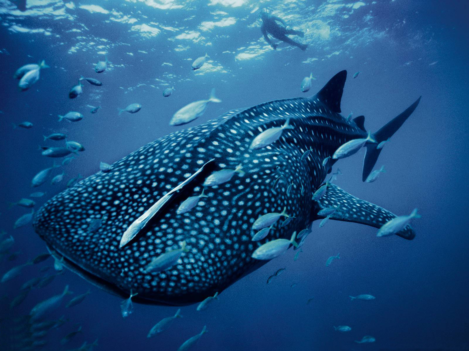 3d обои Красавица - китовая акула  подводные # 68455