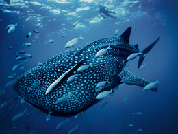 3d обои Красавица - китовая акула  рыбы