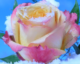 3d обои Роза в снегу  снег