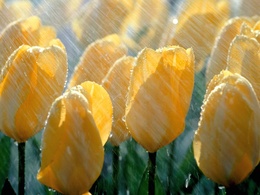 3d обои Тюльпаны под дождем  дождь