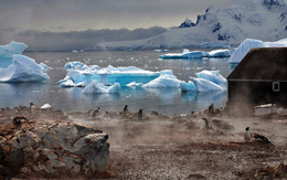 3d обои Южный полюс, рядом с домиком полярников расхаживают пингвины  птицы