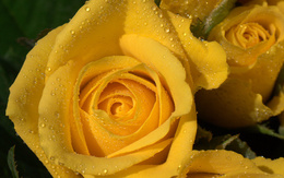 3d обои Жёлтые розы в каплях  1280х800