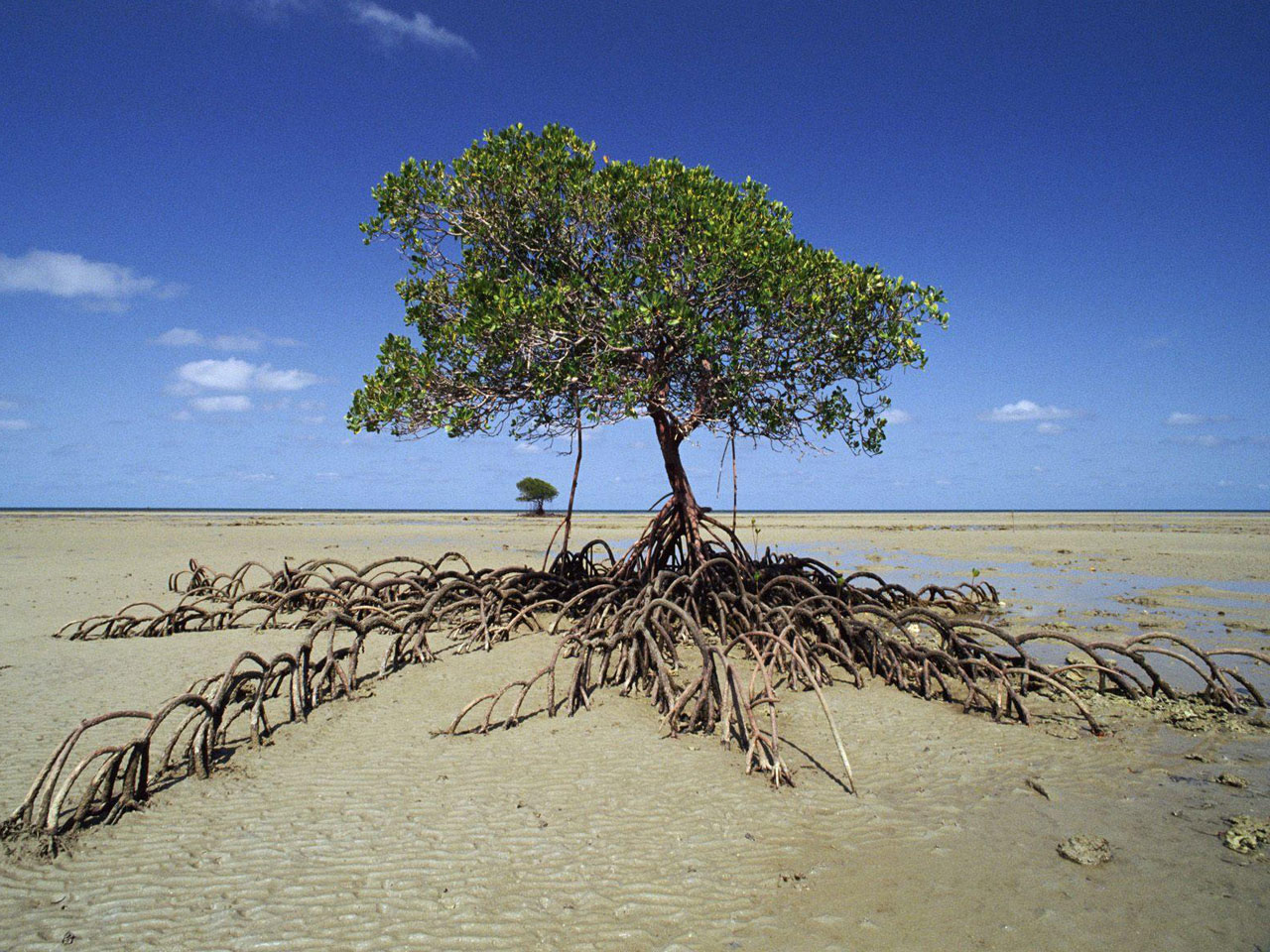 3d обои Мангровое дерево в национальном парке Daintree National Park в Австралии  1280х960 # 4515