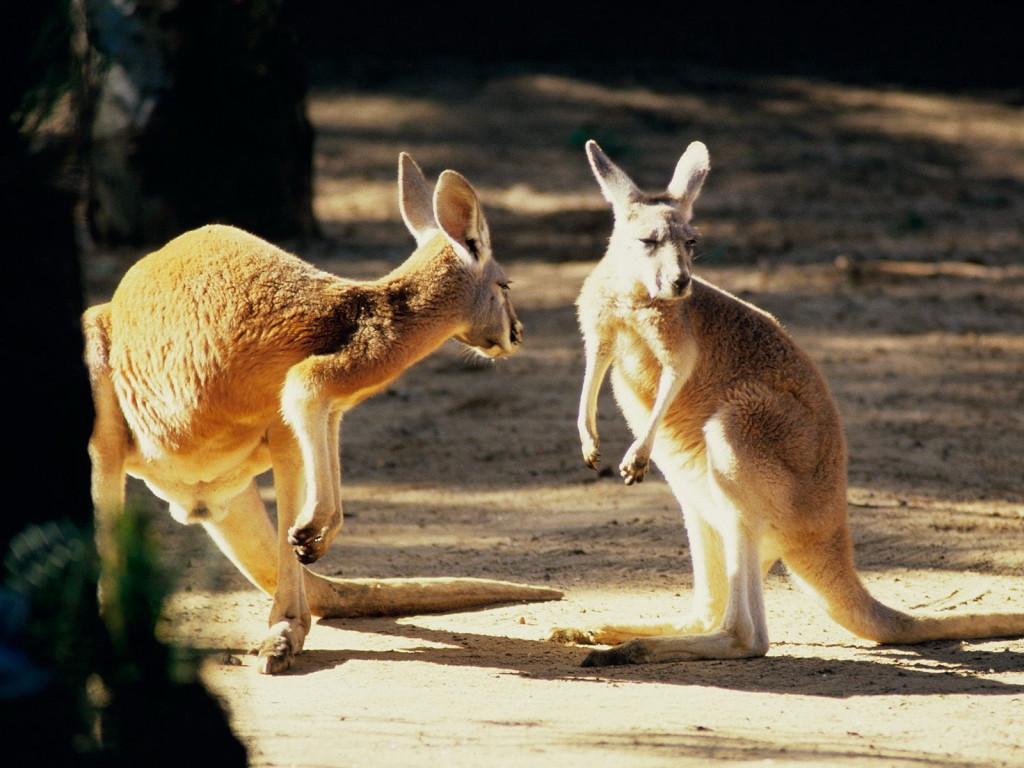 3d обои Исполинские кенгуру чувствуют себя в Австралии очень вольготно...  1024х768 # 324