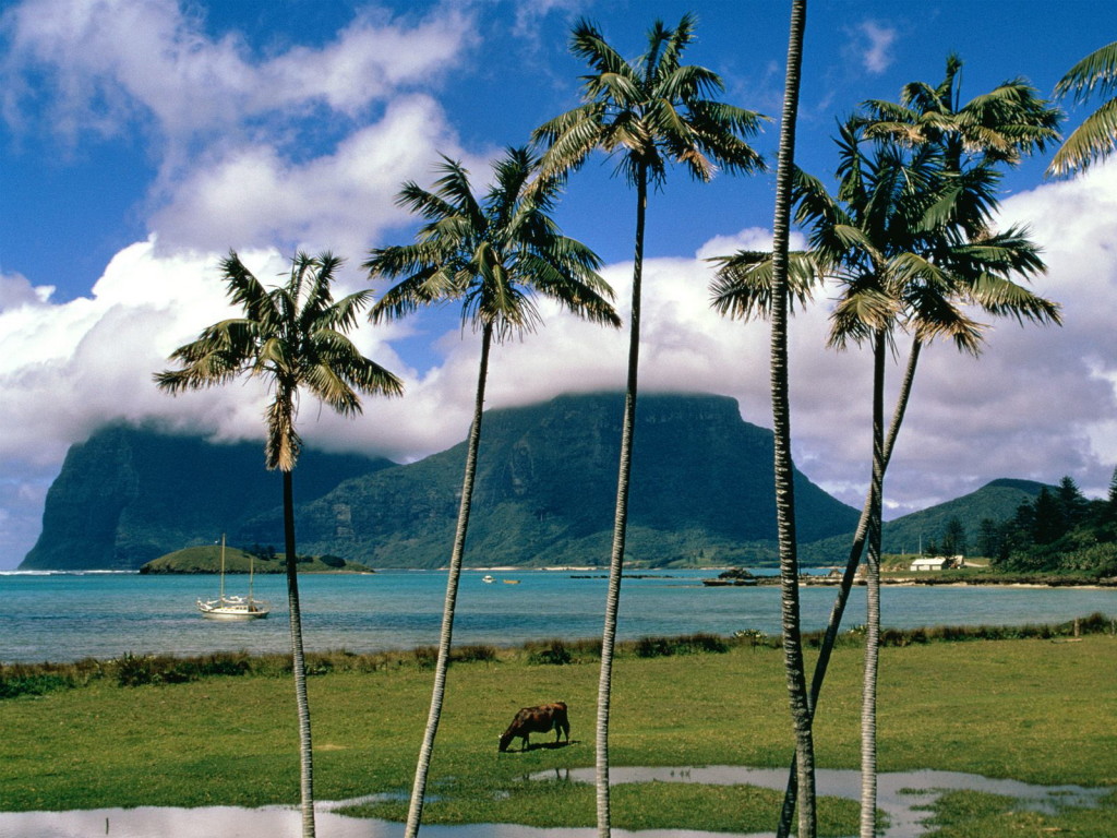 3d обои Остров Lord Howe Австралии , пальмы , зелёный брег...  1024х768 # 320