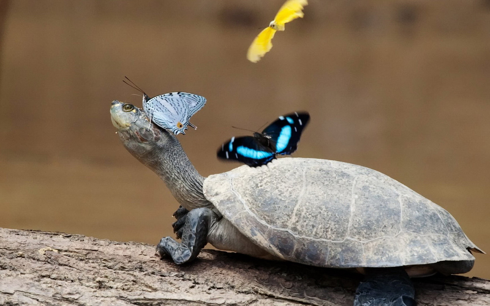 3d обои Черепаха с красивыми бабочками  насекомые # 59912